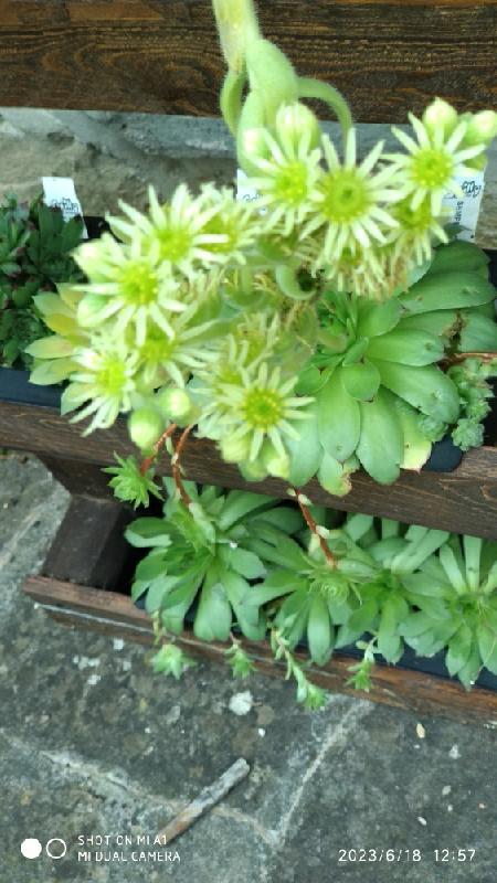 Fiori sempervivum borisii.jpeg